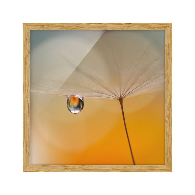 Bild mit Rahmen - Pusteblume in Orange - Quadrat 1:1