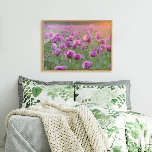 Gerahmte Bilder Violette Schlafmohn Blumenwiese im Frühling