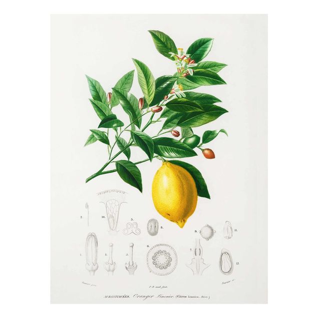 Glasbilder Botanik Vintage Illustration Zitrone
