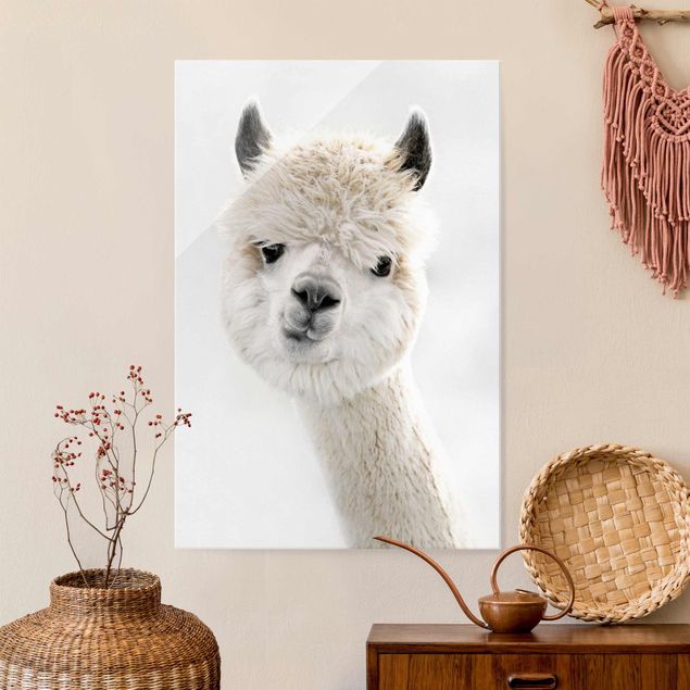 Wandbilder Tiere Alpaka Portrait
