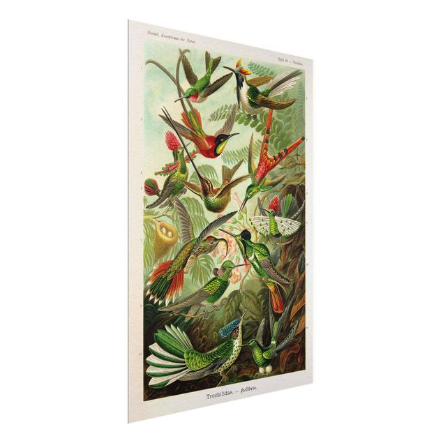 Natur Glasbilder Vintage Lehrtafel Kolibris