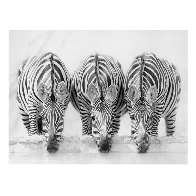 Leinwandbilder Tier Zebra Trio schwarz-weiß