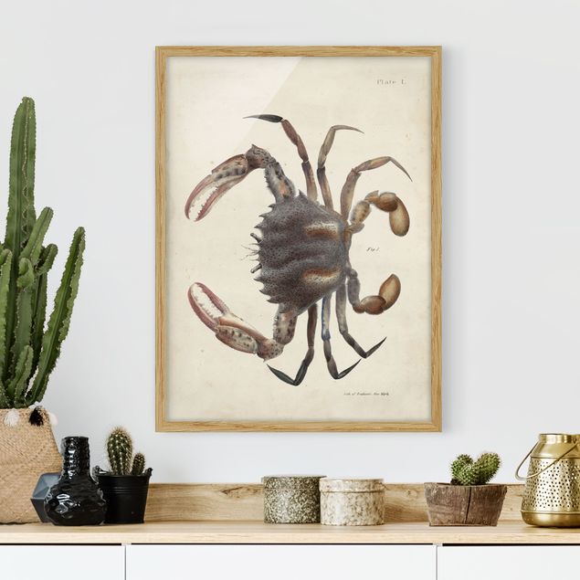 Wandbilder Tiere Vintage Illustration Krabbe