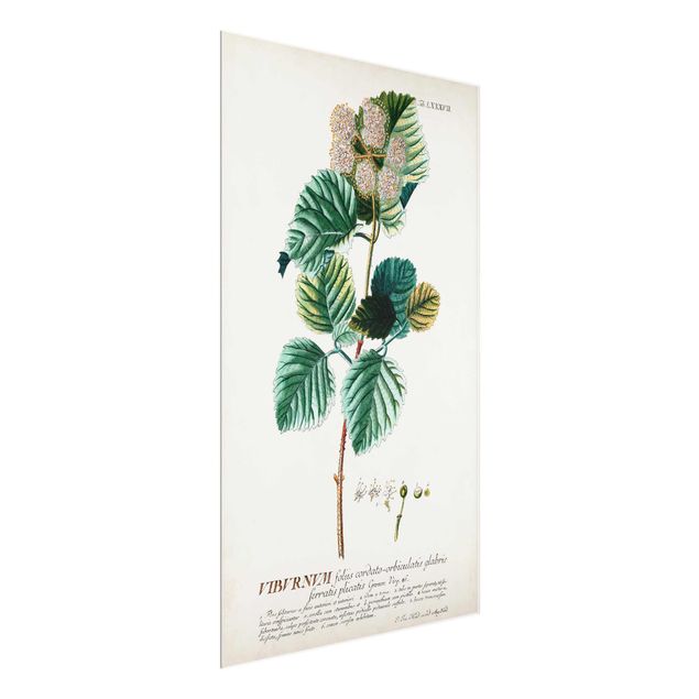 Bilder für die Wand Vintage Botanik Illustration Schneeball
