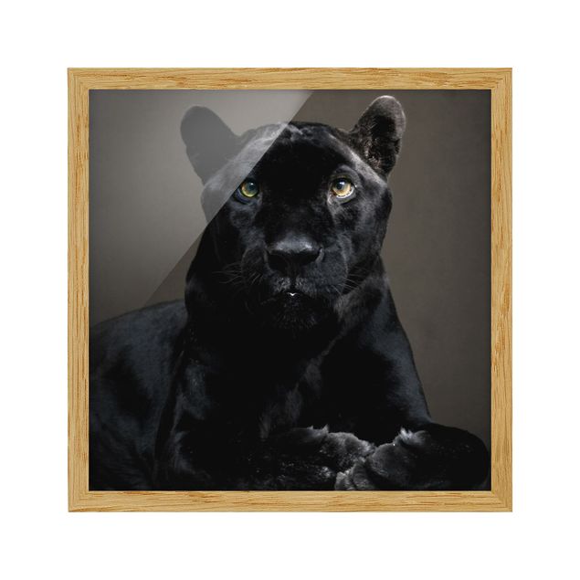 Bild mit Rahmen - Black Puma - Quadrat 1:1