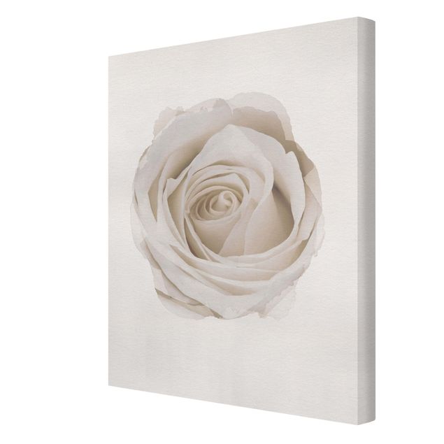 Schöne Leinwandbilder Wasserfarben - Pretty White Rose