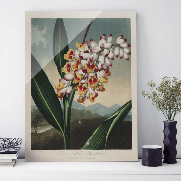Glasbilder XXL Botanik Vintage Illustration Ingwer mit Blüte
