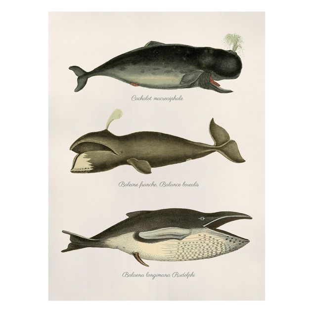 Wandbilder Tiere Drei Vintage Wale