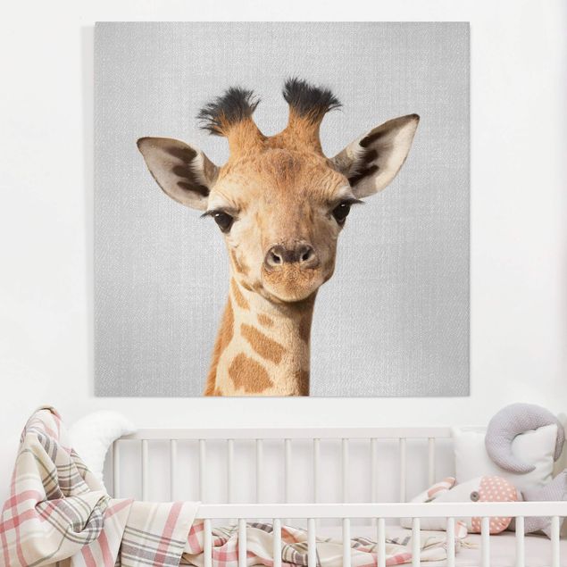 Leinwandbilder XXL Baby Giraffe Gandalf