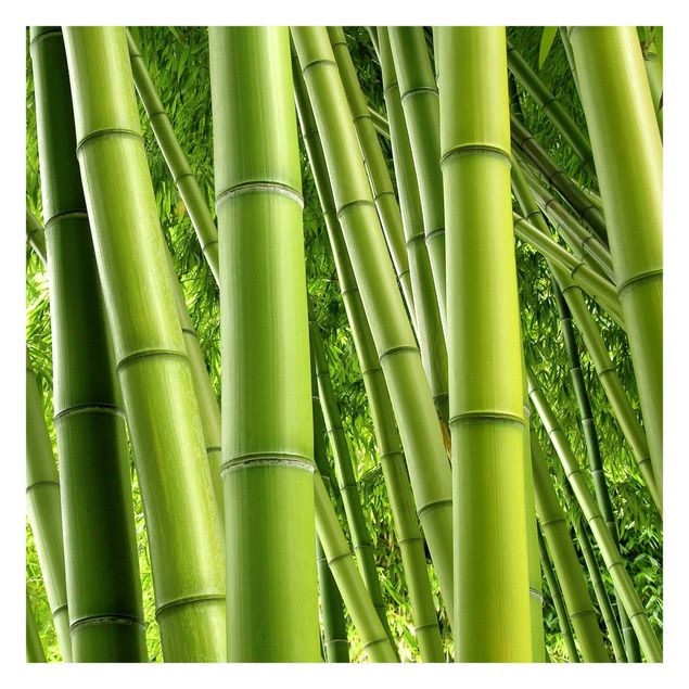 Fototapete Design Bamboo Trees