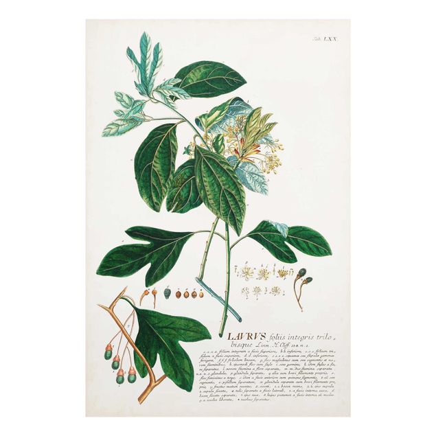 Glasbilder Vintage Botanik Illustration Lorbeer