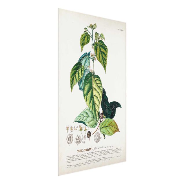 Glasbild Grün Vintage Botanik Illustration Kakao