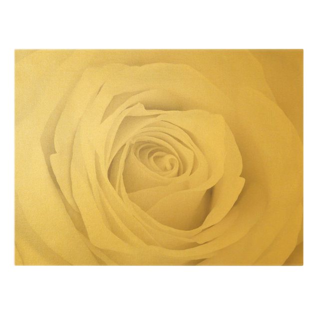 Leinwandbild Gold - Pretty White Rose - Querformat 4:3