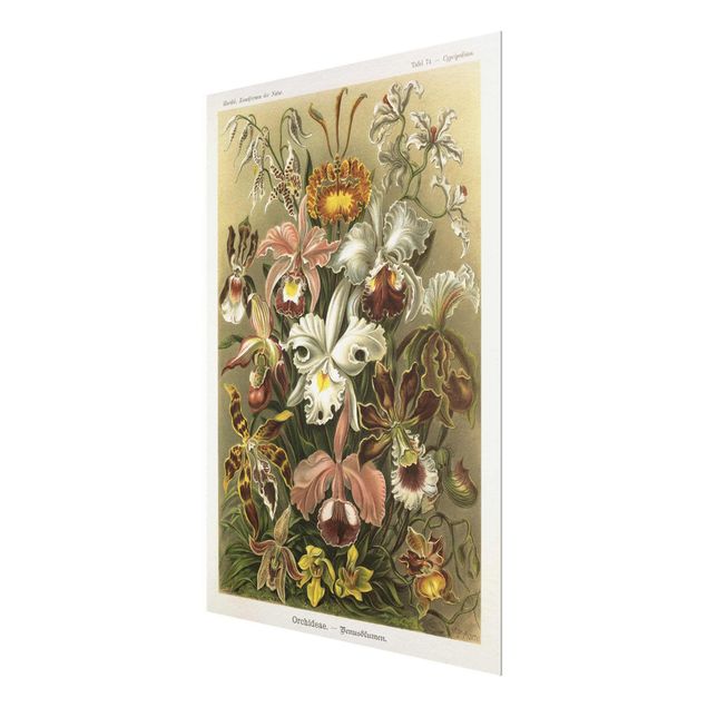 Glas Wandbilder Vintage Lehrtafel Orchidee