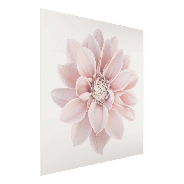 Wandbilder Dahlie Blume Pastell Weiß Rosa
