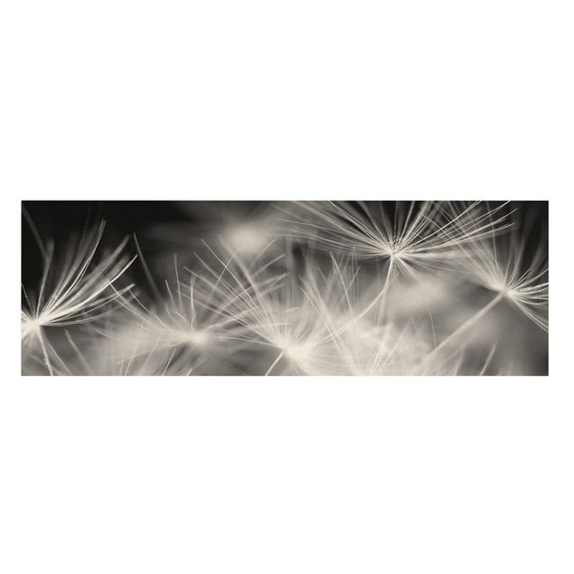 Leinwandbilder Schwarz-Weiß Bewegte Pusteblumen Nahaufnahme auf schwarzem Hintergrund