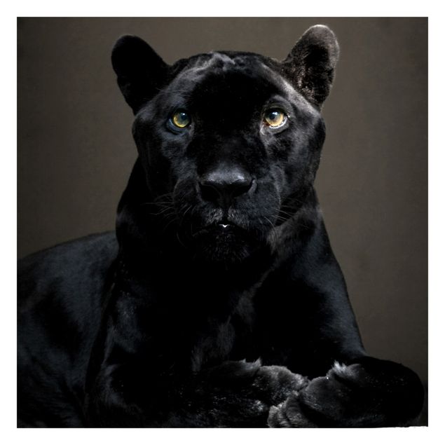 Fototapeten Black Puma