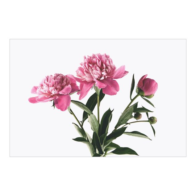 Fototapete Design Blüten und Knospen Pink auf Weiß
