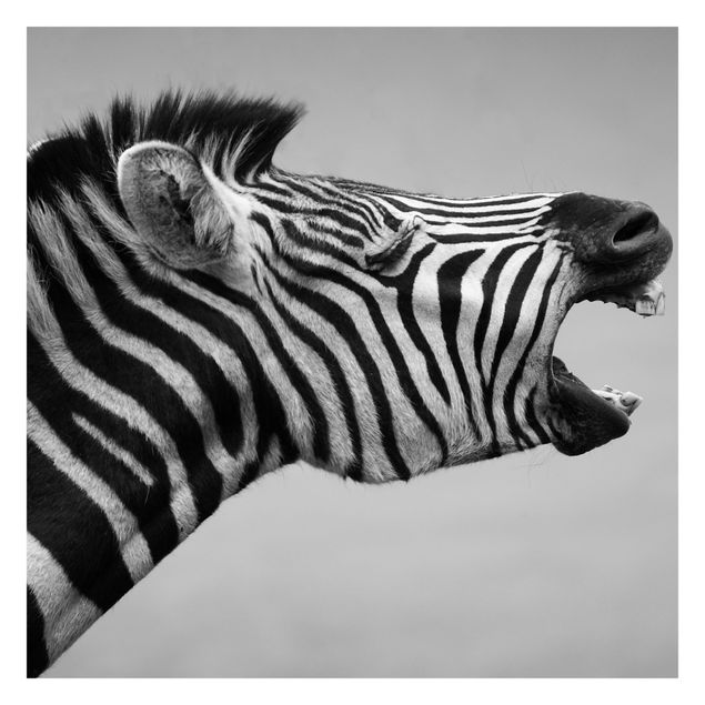 Fototapeten Brüllendes Zebra II
