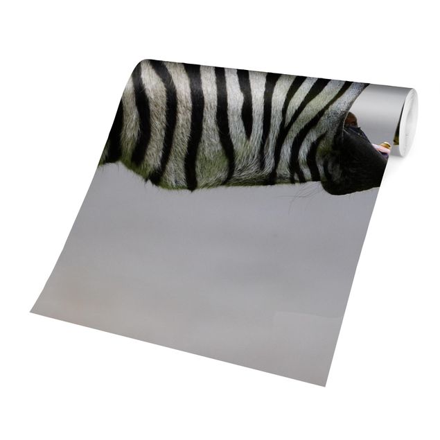 Schöne Fototapete Brüllendes Zebra