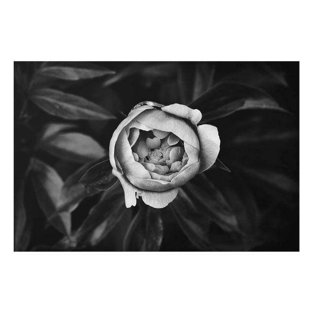 Glasbild Natur Pfingstrosenblüte vor Blättern Schwarz Weiß
