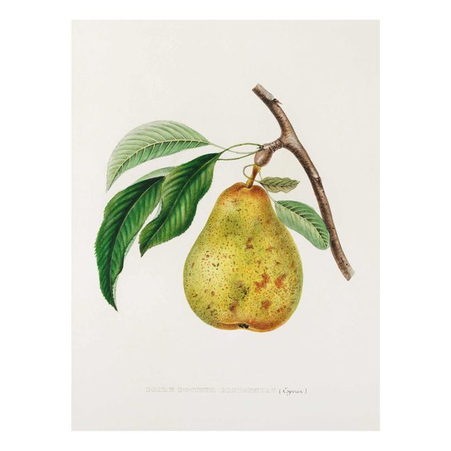 Bilder auf Glas Botanik Vintage Illustration Gelbe Birne