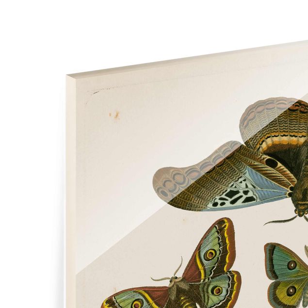 Glasbild - Vintage Illustration Exotische Schmetterlinge II - Hochformat 4:3