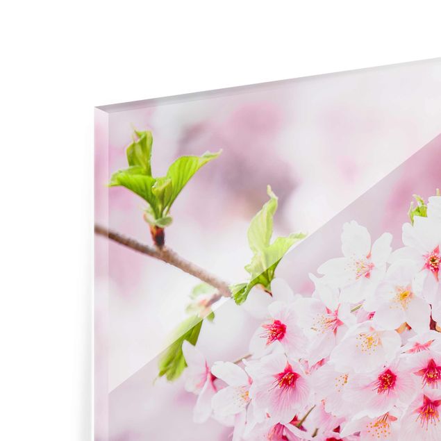 Glasbild - Japanische Kirschblüten - Quadrat 1:1