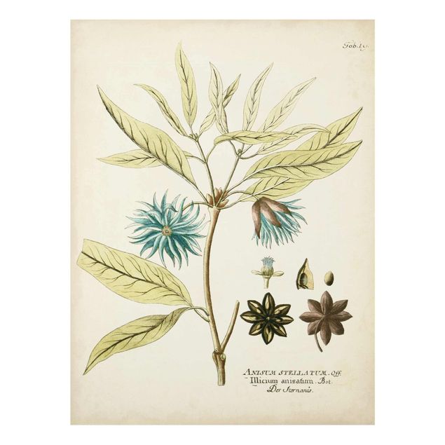 Glasbilder Vintage Botanik in Blau Sternanis