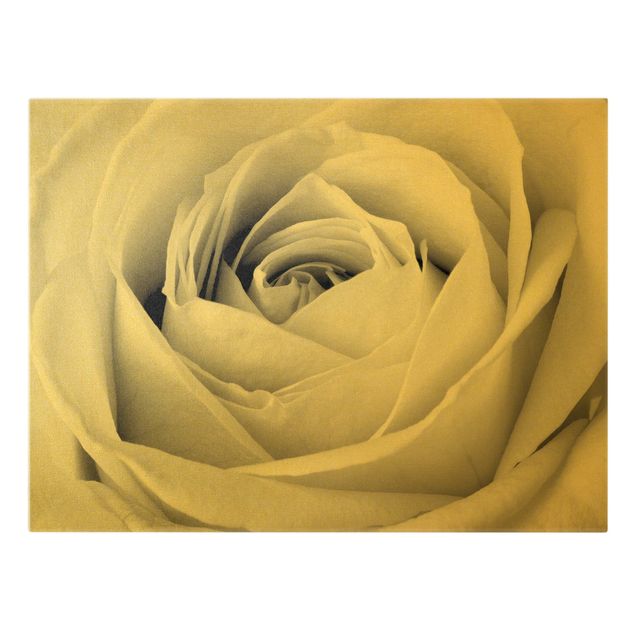 Leinwandbild Gold - Close Up Rose - Querformat 4:3