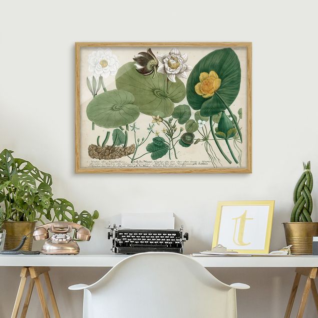 Blumen Bilder mit Rahmen Vintage Illustration Weiße Wasserlilie