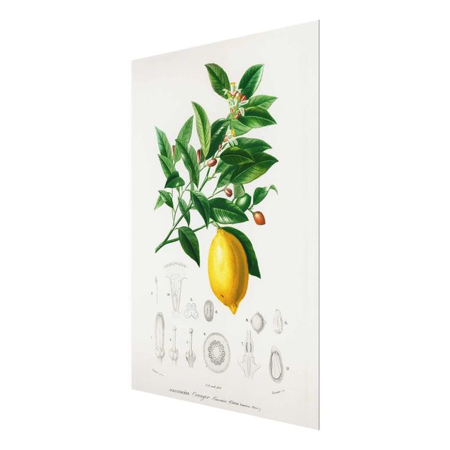Glasbild - Botanik Vintage Illustration Zitrone - Hochformat 4:3