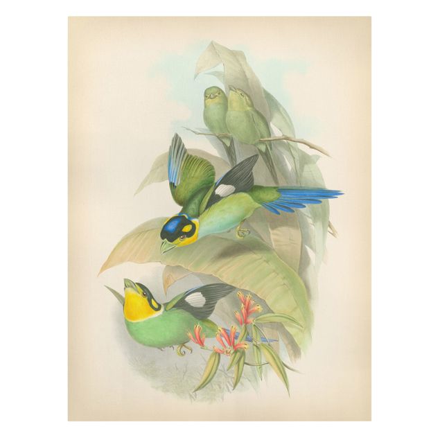 Kunstdrucke auf Leinwand Vintage Illustration Tropische Vögel