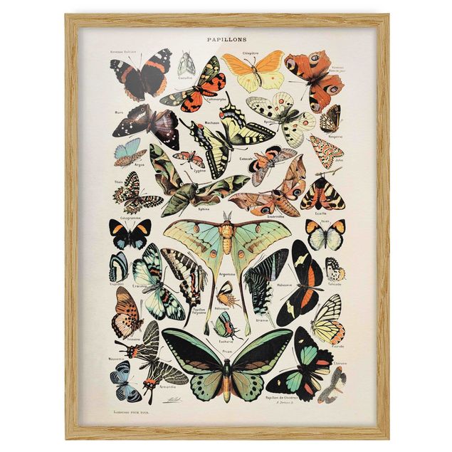 Gerahmte Bilder Vintage Lehrtafel Schmetterlinge und Falter