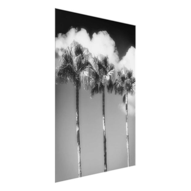 Bilder für die Wand Palmen vor Himmel Schwarz-Weiß