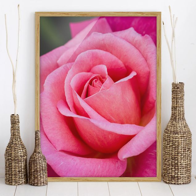 Bilder mit Rahmen Blumen Pinke Rosenblüte vor Grün