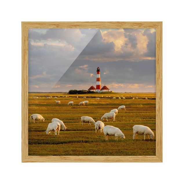 Bilder mit Rahmen Nordsee Leuchtturm mit Schafsherde