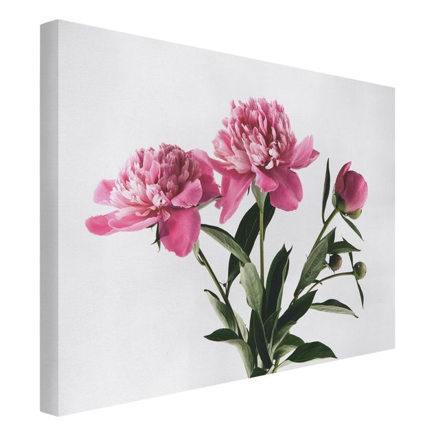 Leinwandbilder Wohnzimmer modern Blüten und Knospen Pink auf Weiß