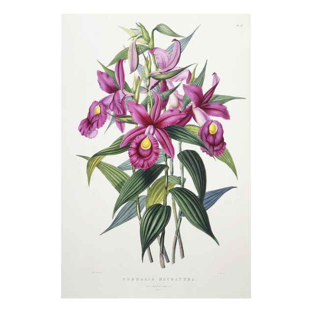 Glasbilder Natur Maxim Gauci - Orchidee I
