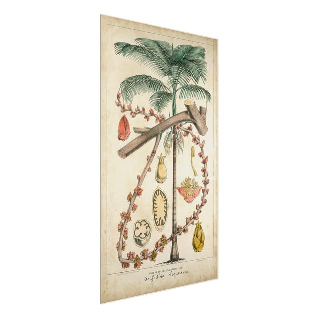 Schöne Wandbilder Vintage Lehrtafel Exotische palmen II