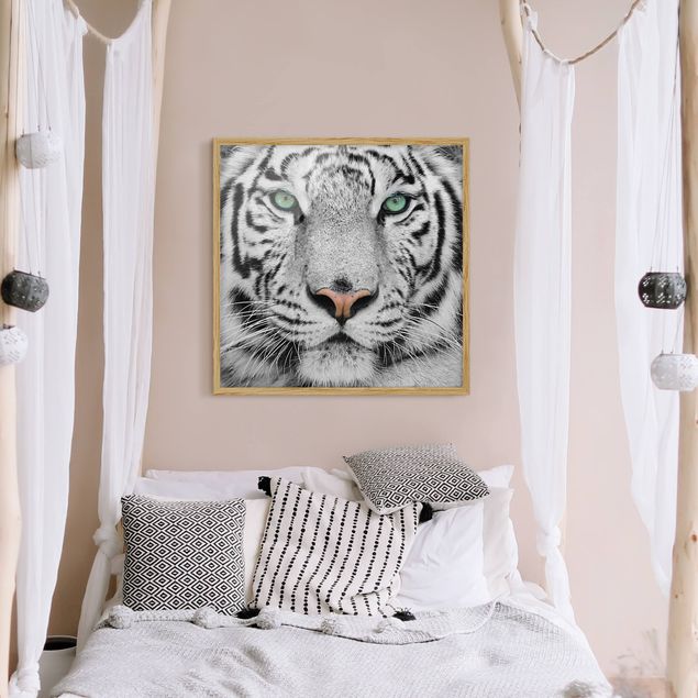 Bilder mit Rahmen Schwarz-Weiß Weißer Tiger