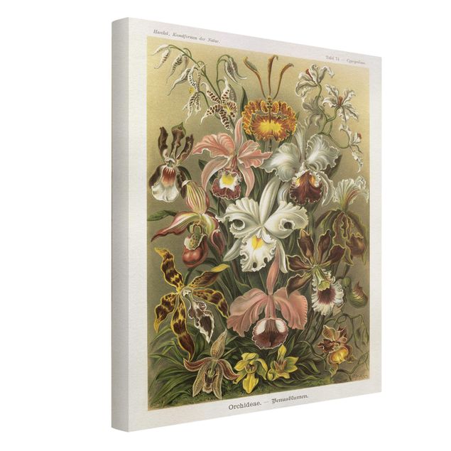 Retro Wandbilder Vintage Lehrtafel Orchidee