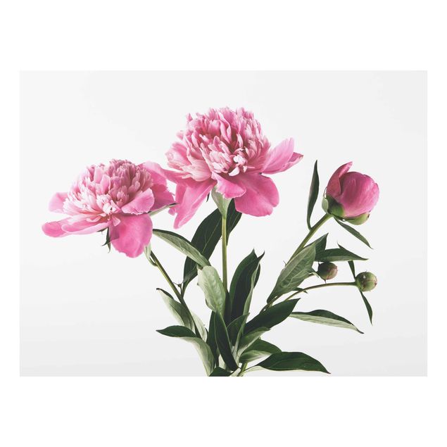 Glasbild Natur Blüten und Knospen Pink auf Weiß