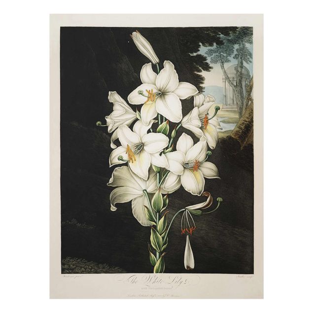 Glasbilder Botanik Vintage Illustration Weiße Lilie
