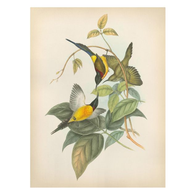 Kunstdrucke auf Leinwand Vintage Illustration Tropische Vögel IV