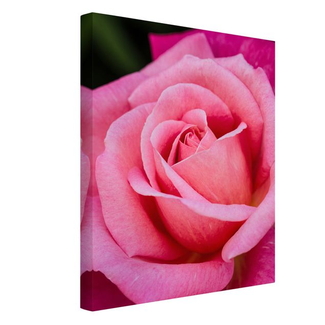 Kunstdrucke auf Leinwand Pinke Rosenblüte vor Grün
