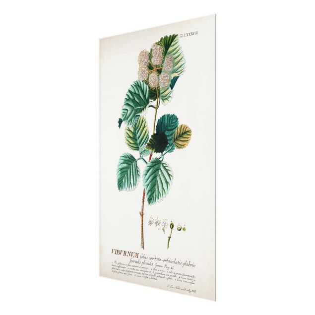 Glasbild - Vintage Botanik Illustration Schneeball - Hochformat 3:2