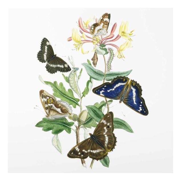 Schöne Wandbilder Britische Schmetterlinge IV