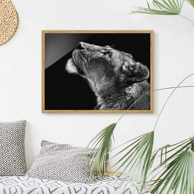 Bilder mit Rahmen Schwarz-Weiß Portrait einer Löwin