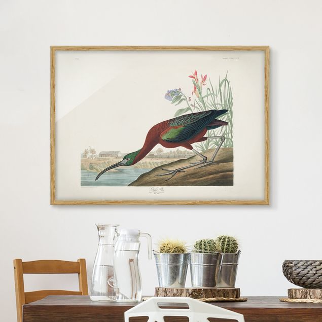 Wandbilder Tiere Vintage Lehrtafel Brauner Ibis